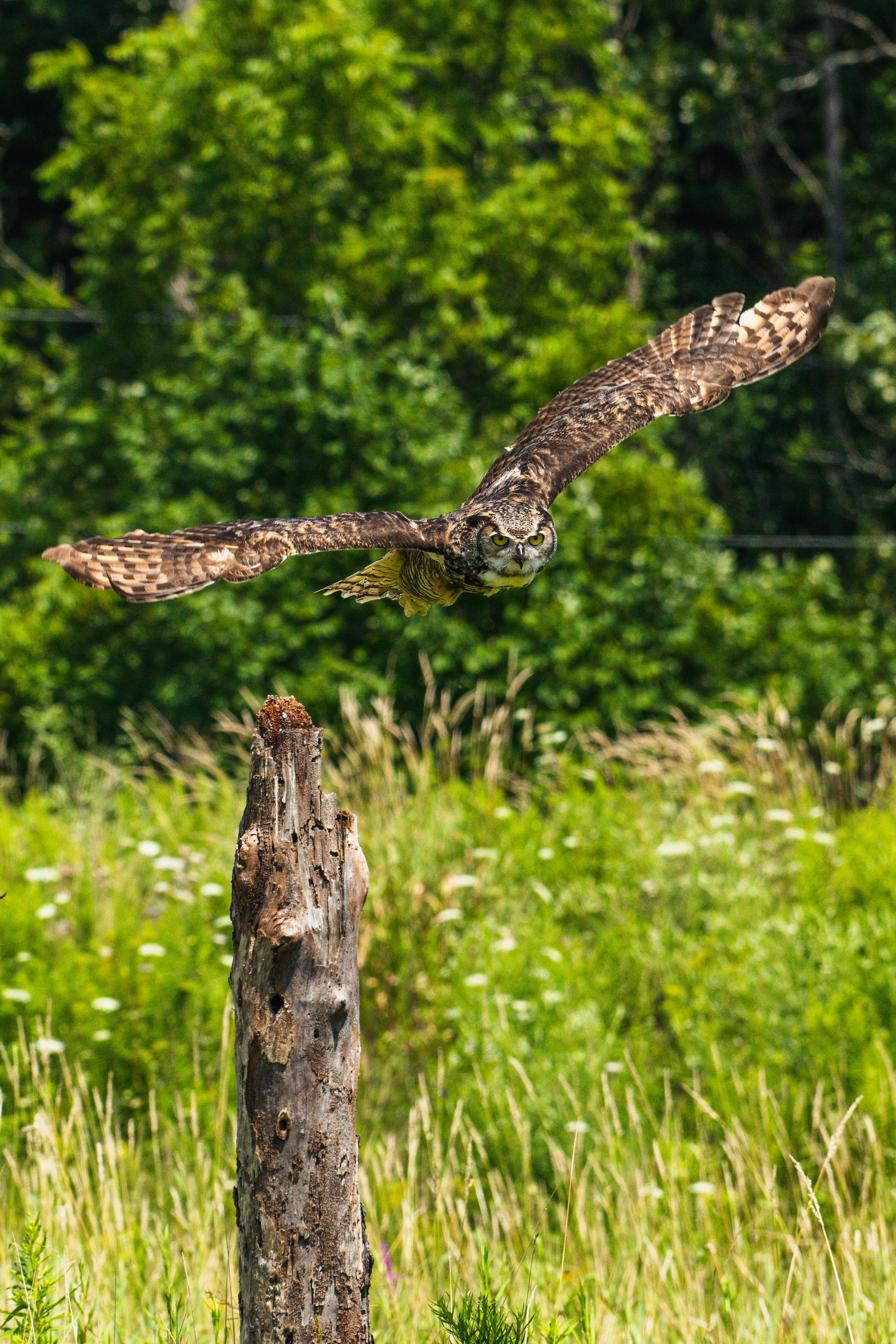 brown and white owl on brown tree trunk during daytime